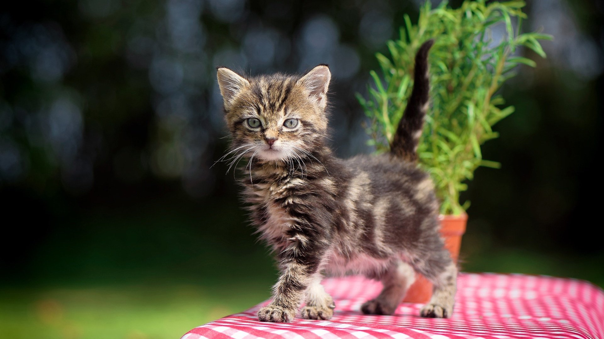 AIYOUXI.COM-“青训联盟合作不断深化,推动全国青少年足球水平提升”,全县青少年足球青训