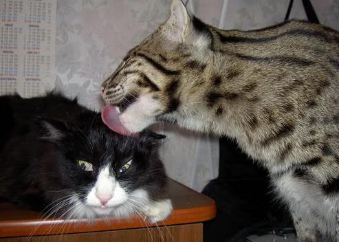 详细阅读:爱游戏下载-_澳网四强出炉:激烈角逐谁能问鼎冠军_,2021澳网4强 爱游戏下载-_澳网四强出炉:激烈角逐谁能问鼎冠军_,2021澳网4强