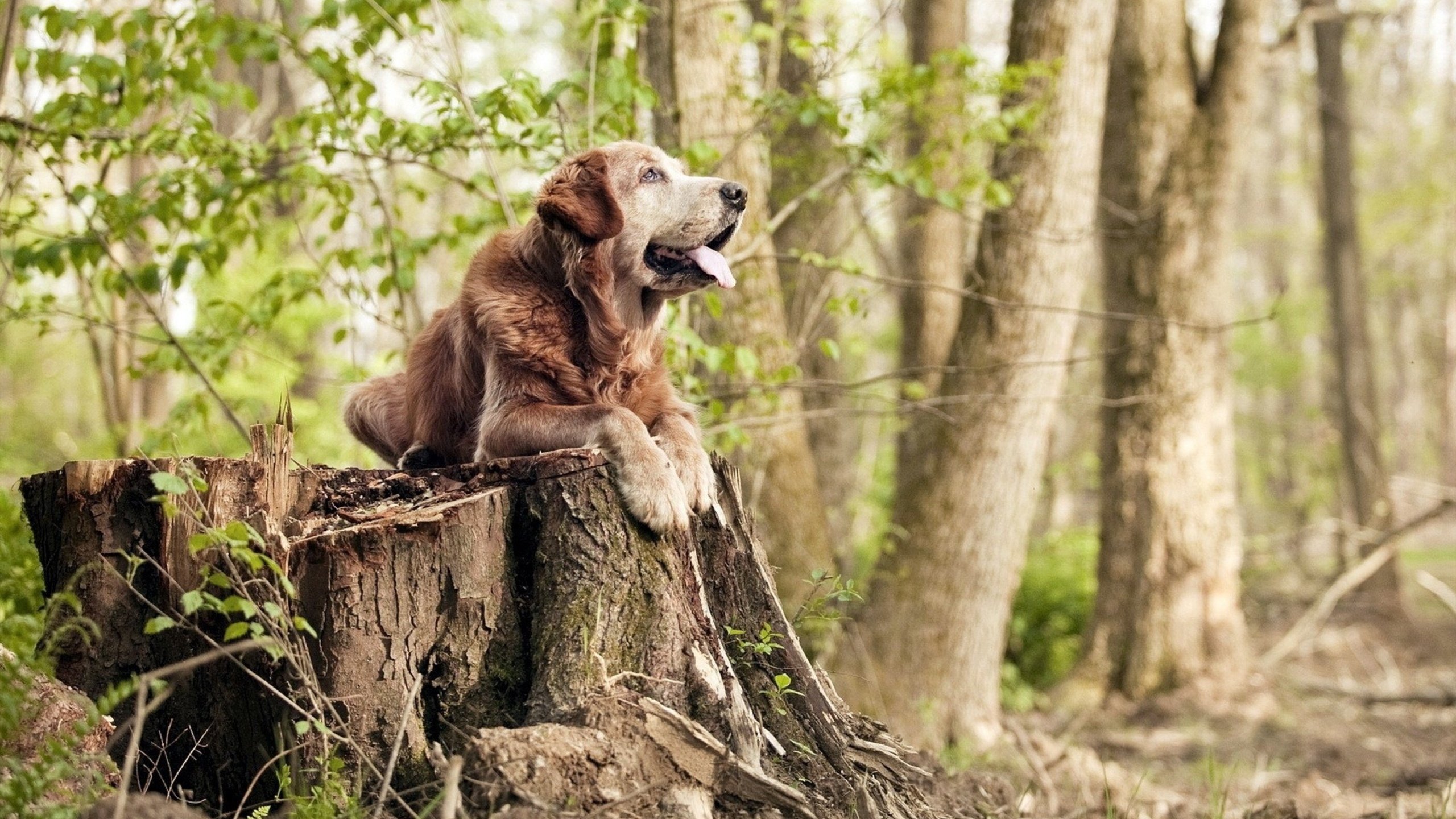 爱游戏综合娱乐-【规则变革】奥沙利文如何应对罚分新规定？，奥沙利文的各种记录