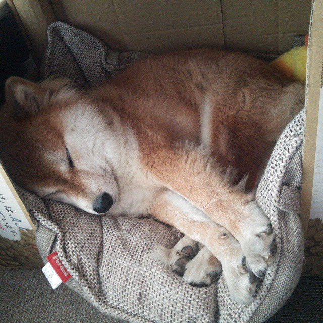 爱游戏官方-中国篮球国家队迎来明星新教练，战术面临革新，中国篮球国家队迎来明星新教练,战术面临革新的挑战