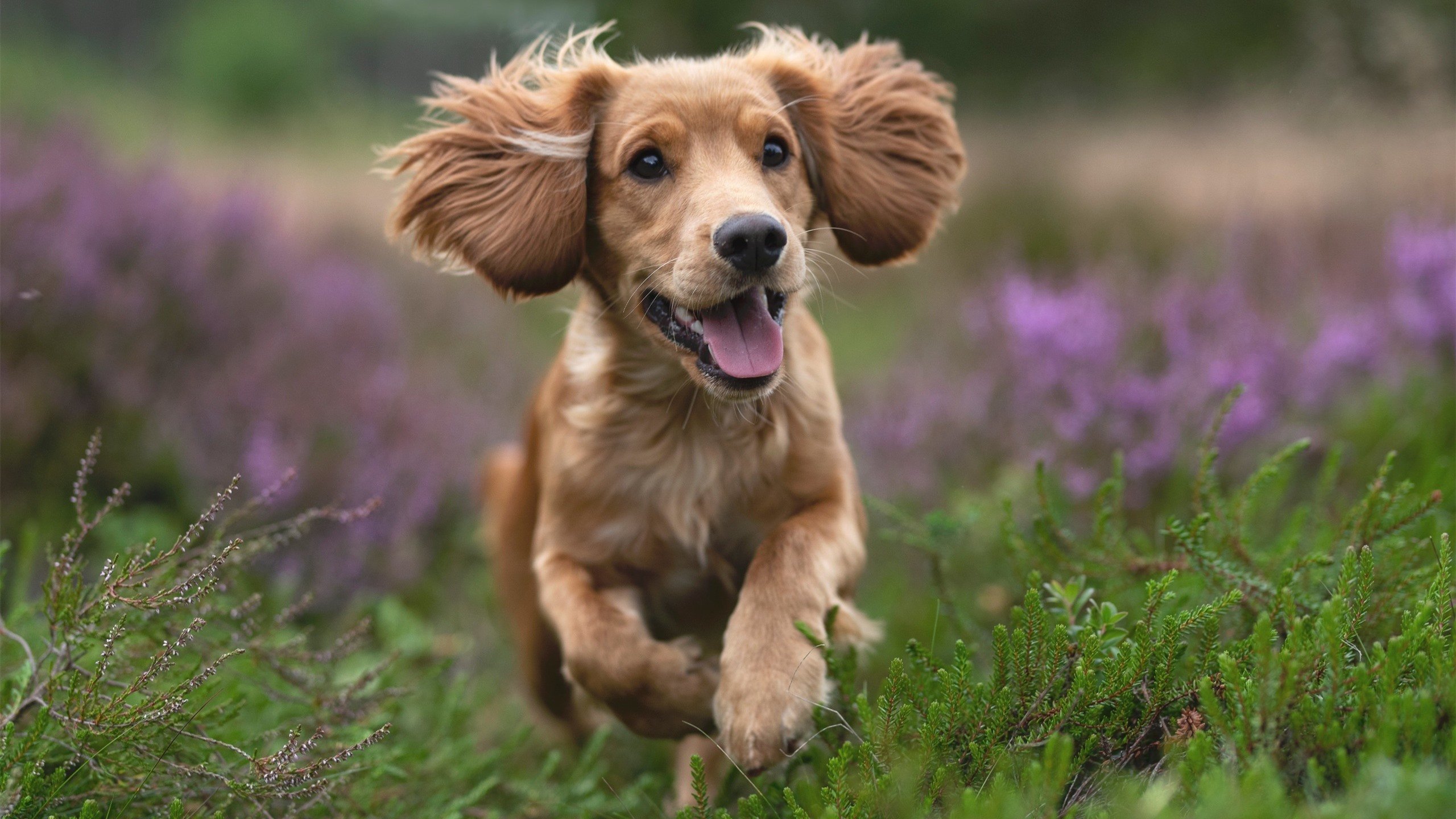 AYX GAMING-意甲:博洛尼亚0-1败给萨索洛,状态略显低迷,博洛尼亚vs萨索洛