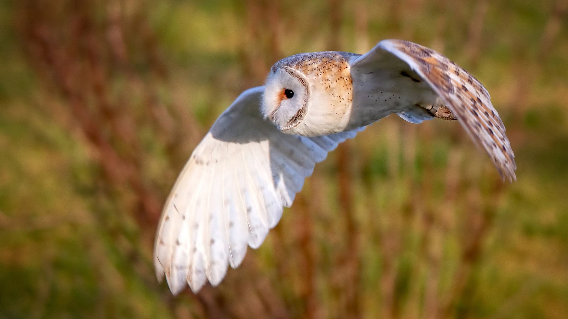AYX官网-日本足球展现东方魅力！，日本足球氛围