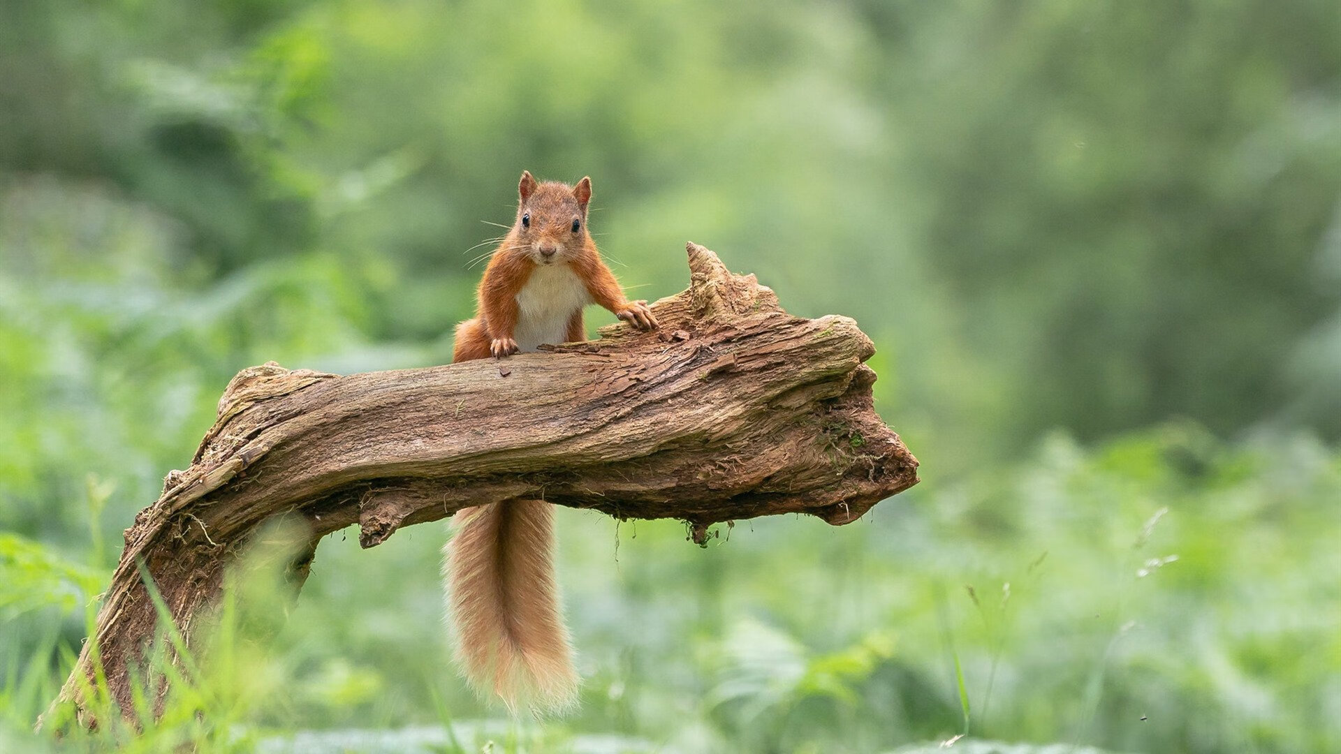 AYX GAME-2024年中国小学生国际象棋训练营在浙江兰溪开幕,532名棋手参赛,小学者国际象棋启蒙篇下载