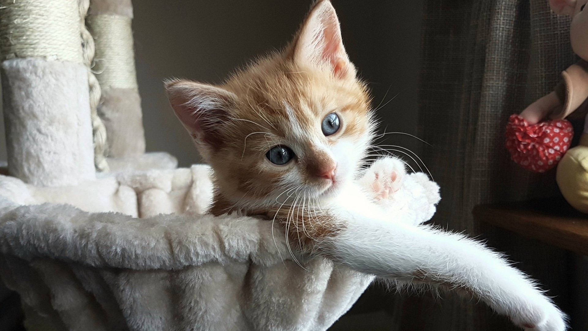 -勒沃库森球员参加国际比赛，勒沃库森著名球员