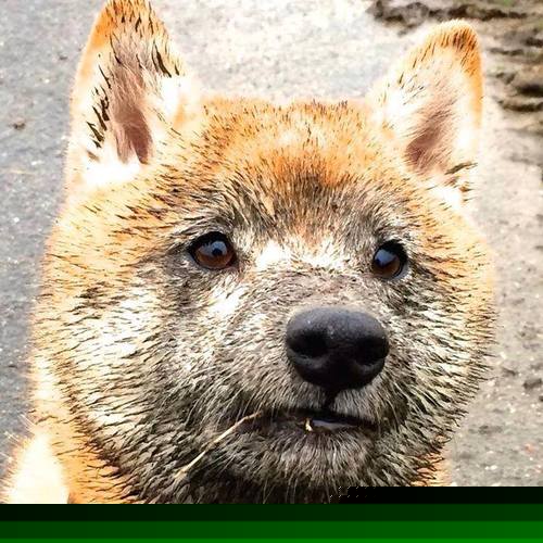 爱游戏体育-卡莱尔联防守稳固，蓝衫军誓夺关键分数，卡莱尔厉害吗