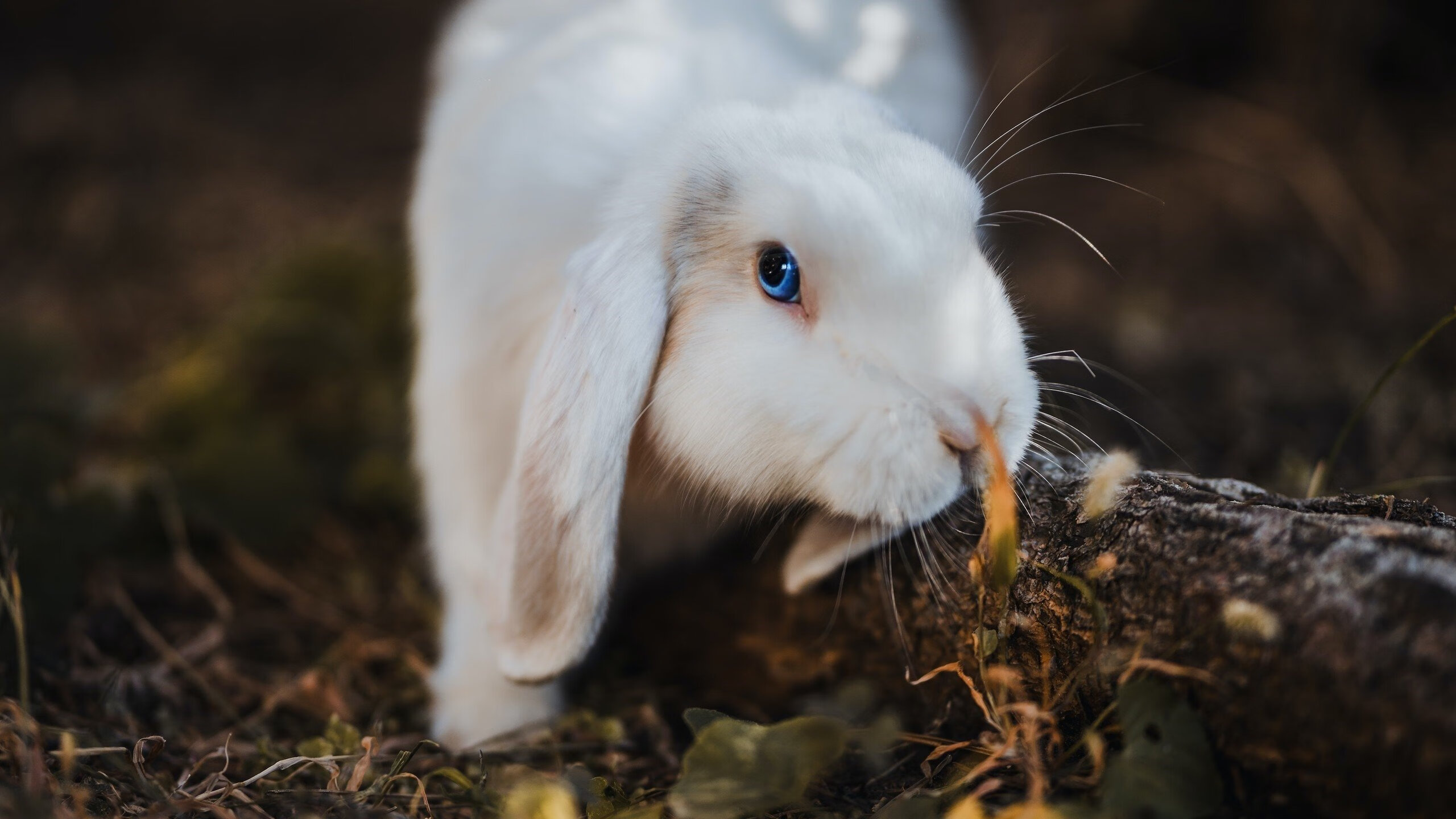 爱游戏娱乐平台-女足世界杯未来发展展望,女足世界杯出线
