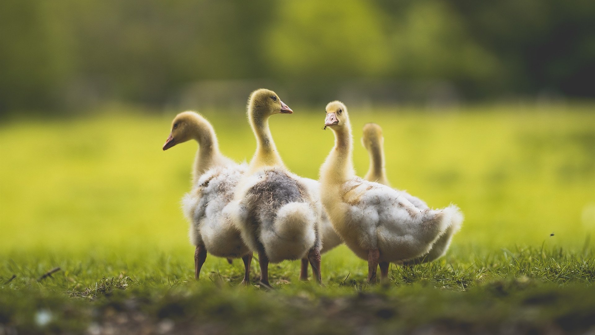 爱游戏在线登录入口-巴罗联手握关键赛点，蓝鸟军团绝不言弃，巴夏蓝鸟人