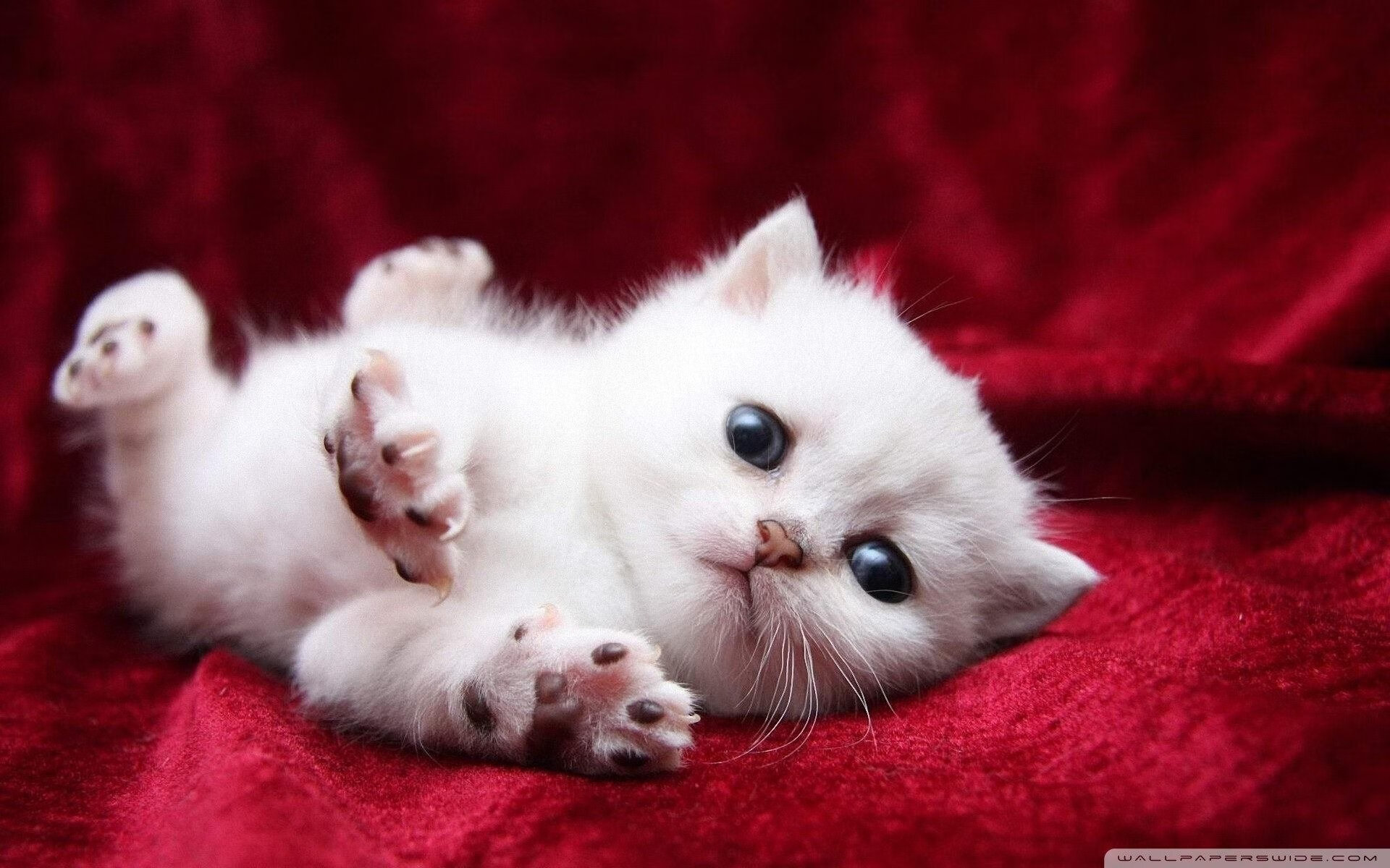 爱游戏体育-Team Liquid逆转取胜引爆全场，逆转胜率