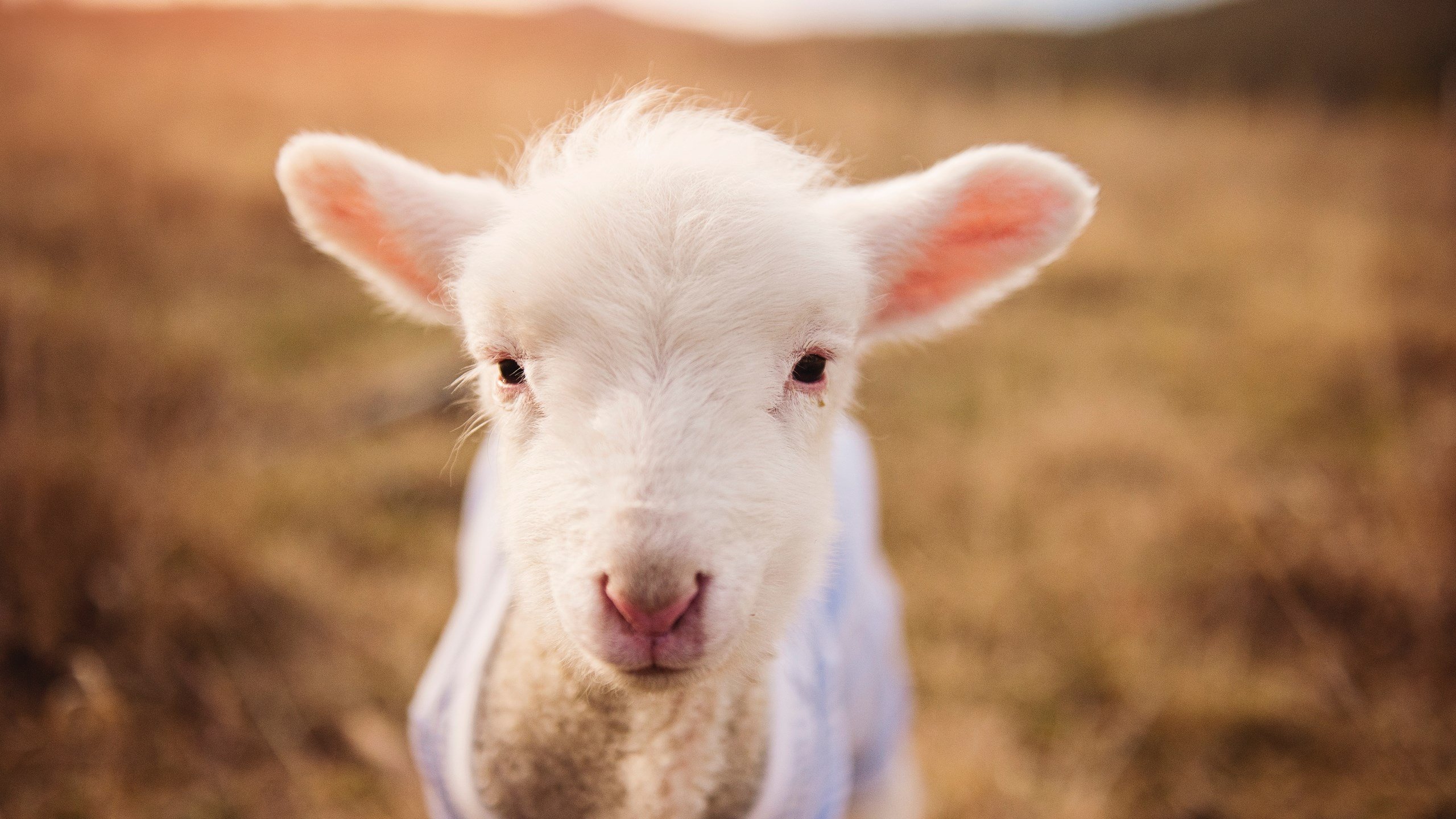 爱游戏 电竞-中超球队裁判执法规范性提升,比赛更公平,中超裁判监督