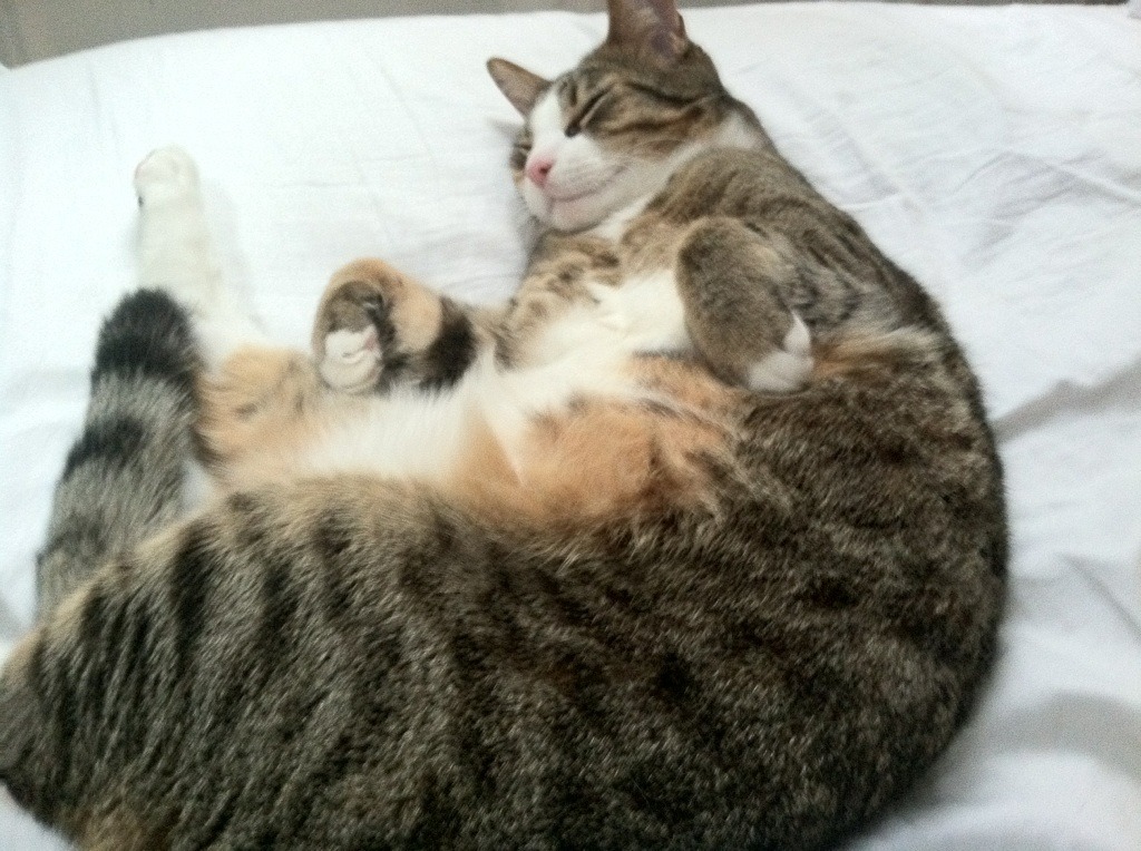 爱游戏电竞官网-意大利女子排球队首次夺得奥运金牌，意大利女排奥运冠军