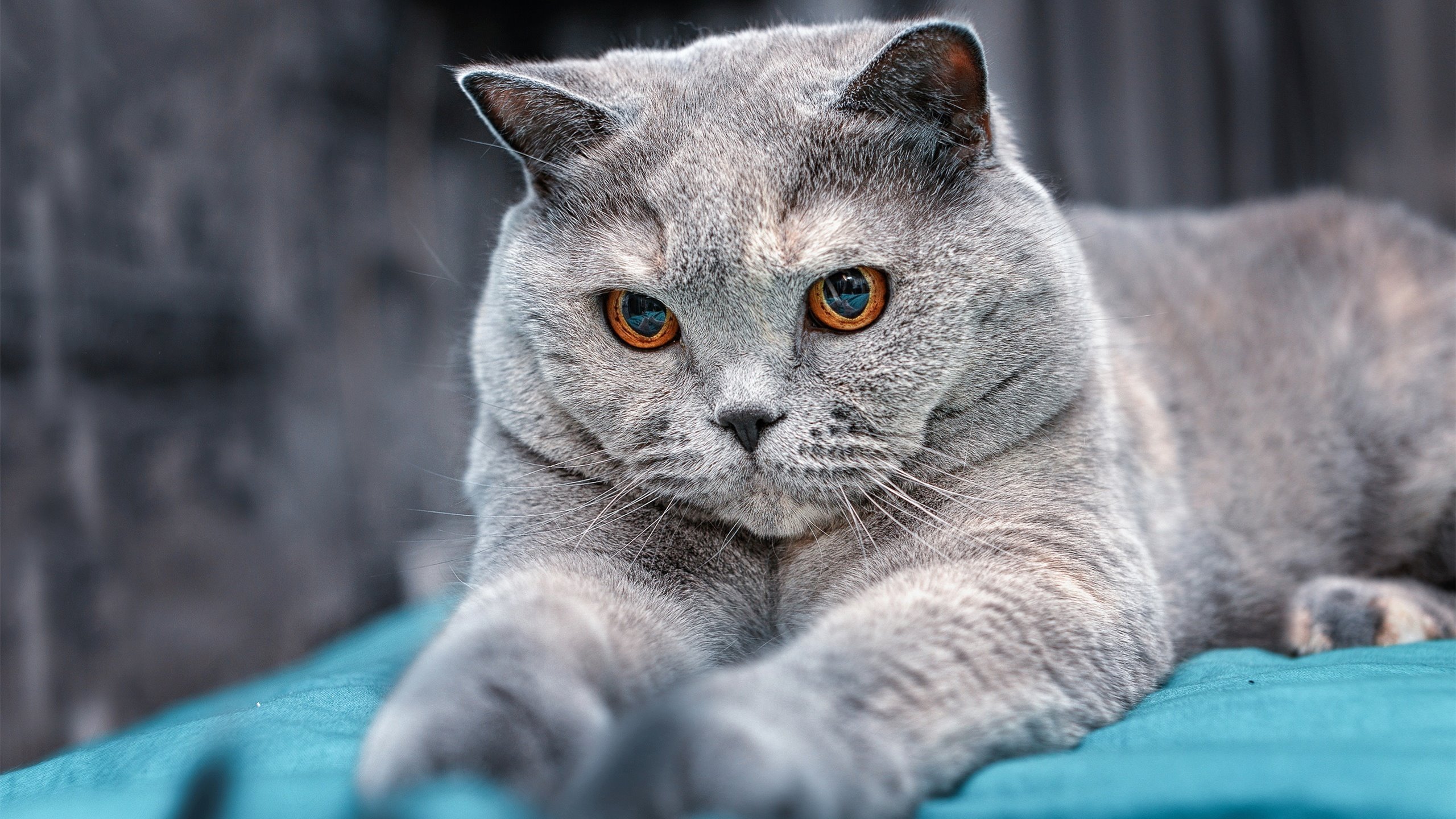 爱游戏体育平台-曼联客场力克对手，赢得关键三分，曼联打利物浦阵容