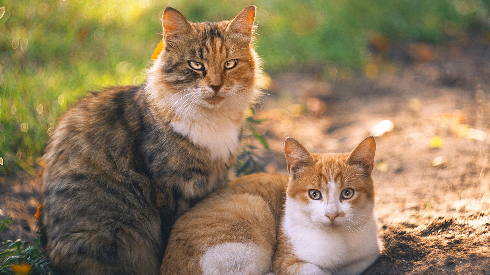 AYX GAMING-篮球运动员竞技数据分析系统设计,篮球数据分析报告