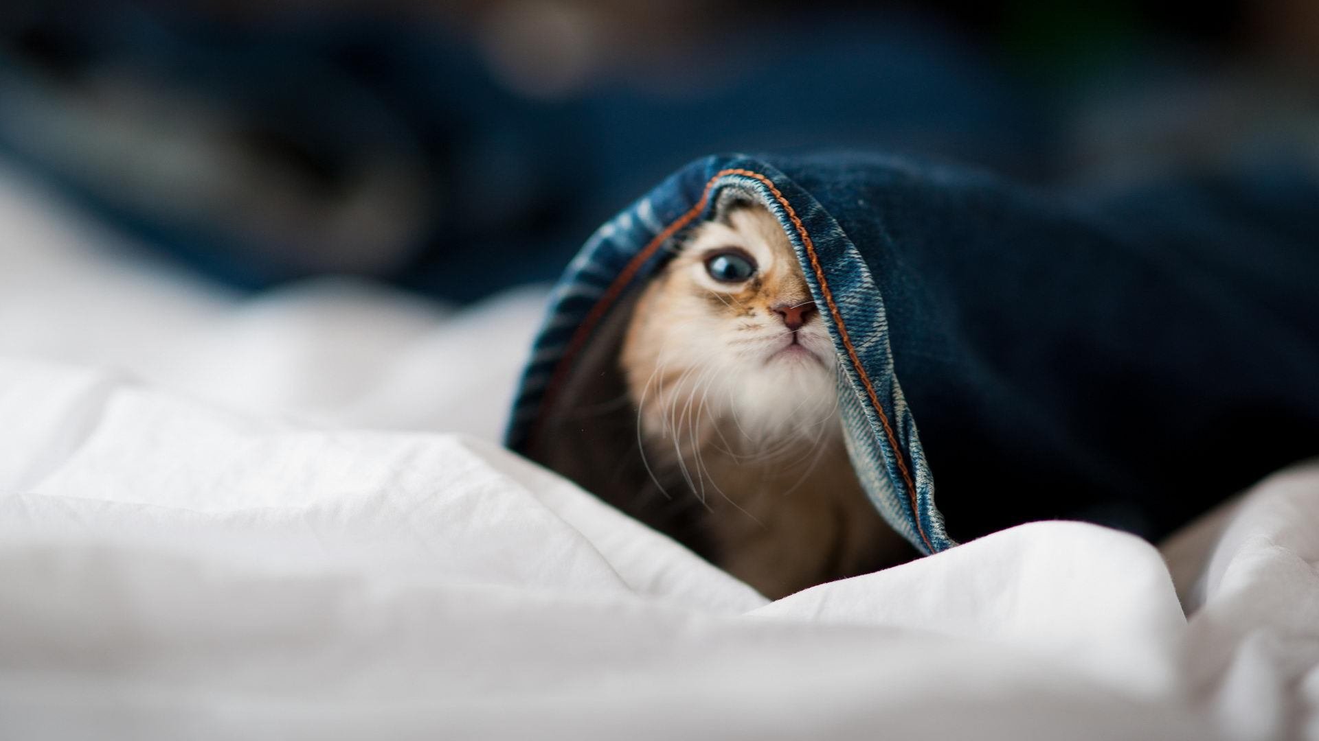 AYX体育官网-转会窗开启在即多家俱乐部开始提前布局阵容优化计划,转会期2021