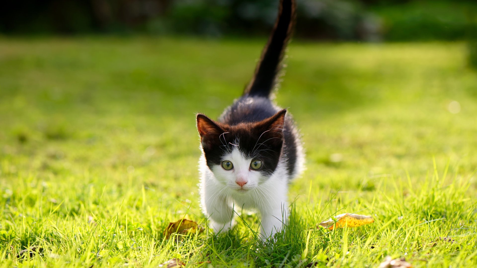 爱游戏综合娱乐-五大联赛球队在连胜后是否更易出现战术松动,五大联赛连续不胜记录