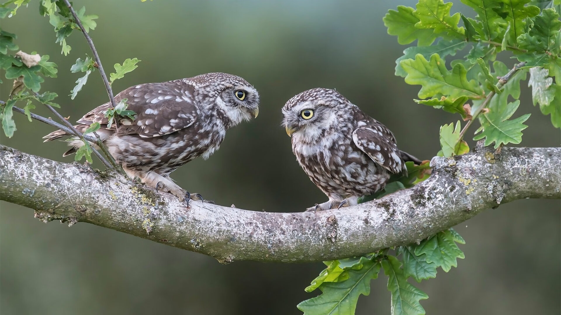 爱游戏中国官方登录入口网站-五大联赛球迷热情是否能成为主场胜率决定因素,五大联赛良心球队