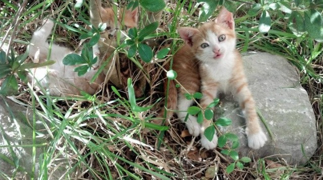 爱游戏app-体育新闻中心承办体育行业数字转型成果展览会,体育数字化改革